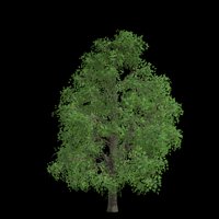Asset preview